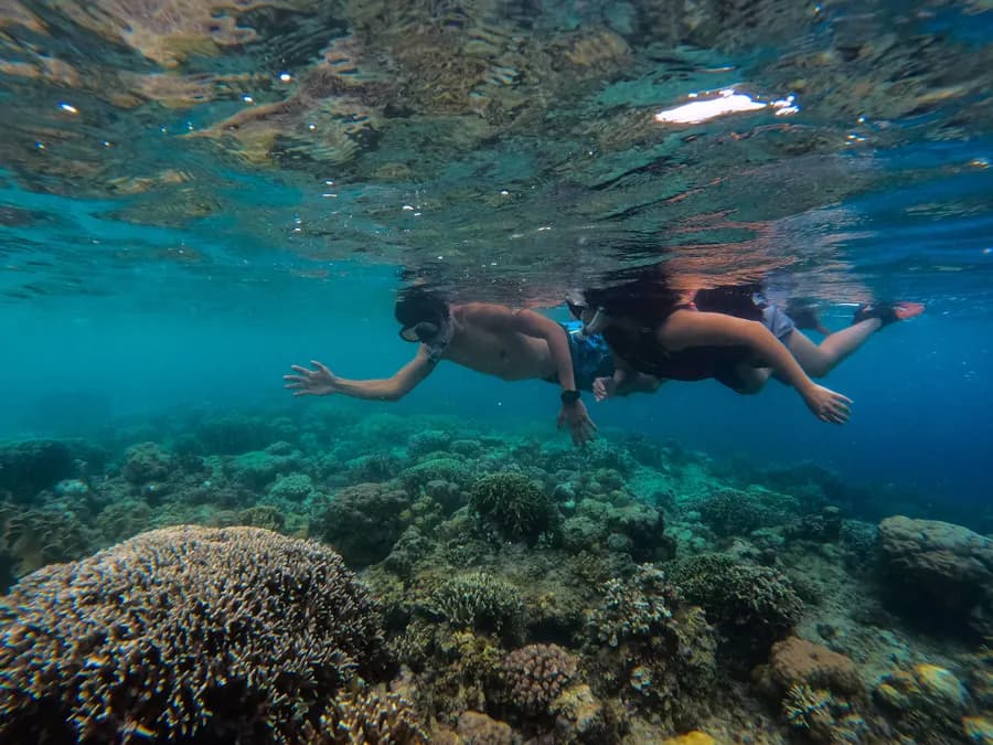Two guests snorkelling over the coral of the house reef